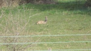 Des chevreuils pas farouches