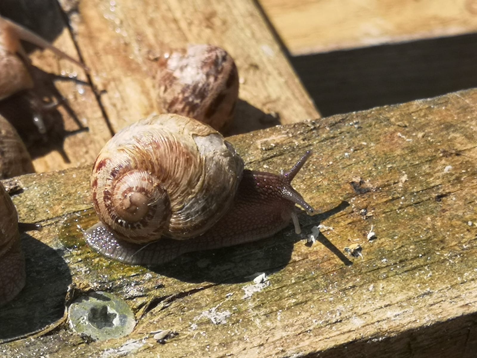 Il n’y a pas que les escargots qui en ont bavé…