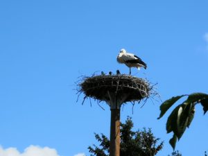 Ils grossissent à vue d’œil !