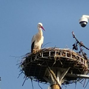 L’attente… puis le soulagement