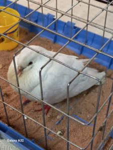OISEAU TROUVÉ
