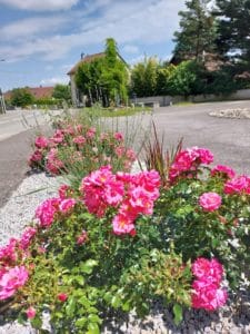 Des fleurs et des arbres