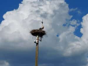 Nos cigognes (bientôt) dans les nuages