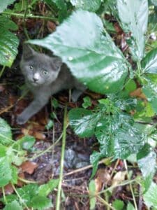 Lire la suite à propos de l’article Un chaton sauvé par LES FÉES…