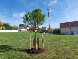 Lire la suite à propos de l’article Des PINS PARASOLS ?