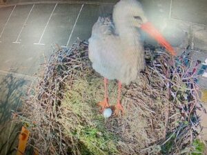 Lire la suite à propos de l’article Une aventure toujours émouvante